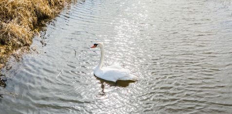 10 лебедей готовятся к переезду в район «Окской стрелки»
