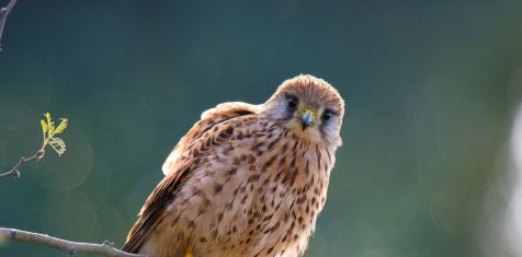 На территории будущего жилого комплекса «Окская стрелка» поселилась пустельга  