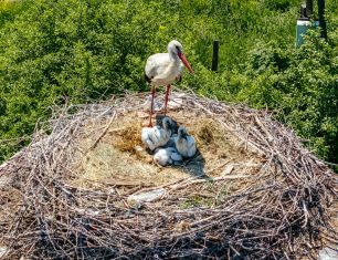 ГК «Зеленый сад – наш дом» способствует росту популяции белого аиста 