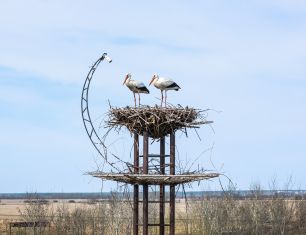 Весенние хлопоты: пара аистов вернулась в родное гнездо