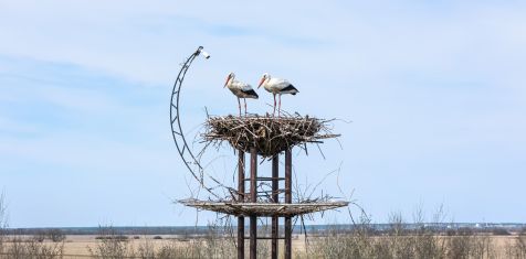 Весенние хлопоты: пара аистов вернулась в родное гнездо