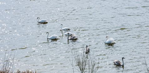 Лебеди на Борковском затоне - уже этим летом!