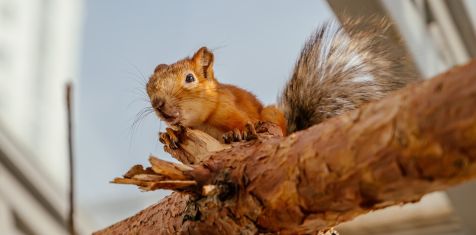 Наши белочки готовятся к зиме