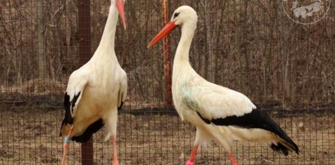 Федеральный телеканал побывал в «Рязанском доме белого аиста»