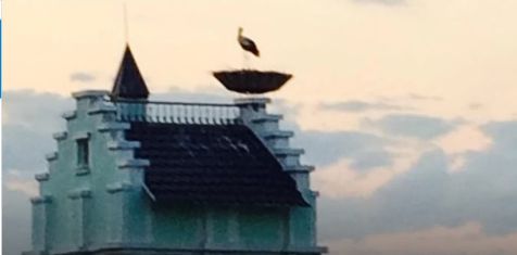 Аист на крыше: Рязанская область станет центром научного эксперимента