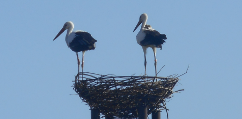«Зелёный сад» продолжает масштабировать проект «Дом белого аиста»