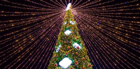 Елка на Лыбедском бульваре — подарок рязанцам от «Зеленого сада» 