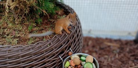В нашем бельчатнике снова пополнение!