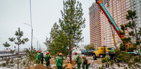 Сотрудники «Зелёного сада» высадили сосны вдоль Муромского шоссе 