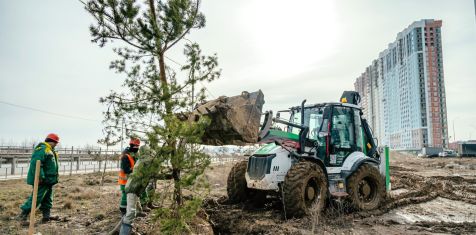 Вдоль Муромского шоссе высадили 10 новых сосен
