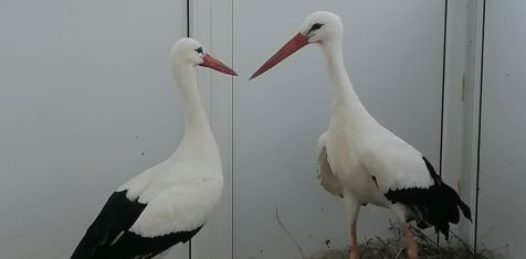 Птицы, которые любят Родину. ГК «Зелёный сад» продолжает строить новые дома для аистов