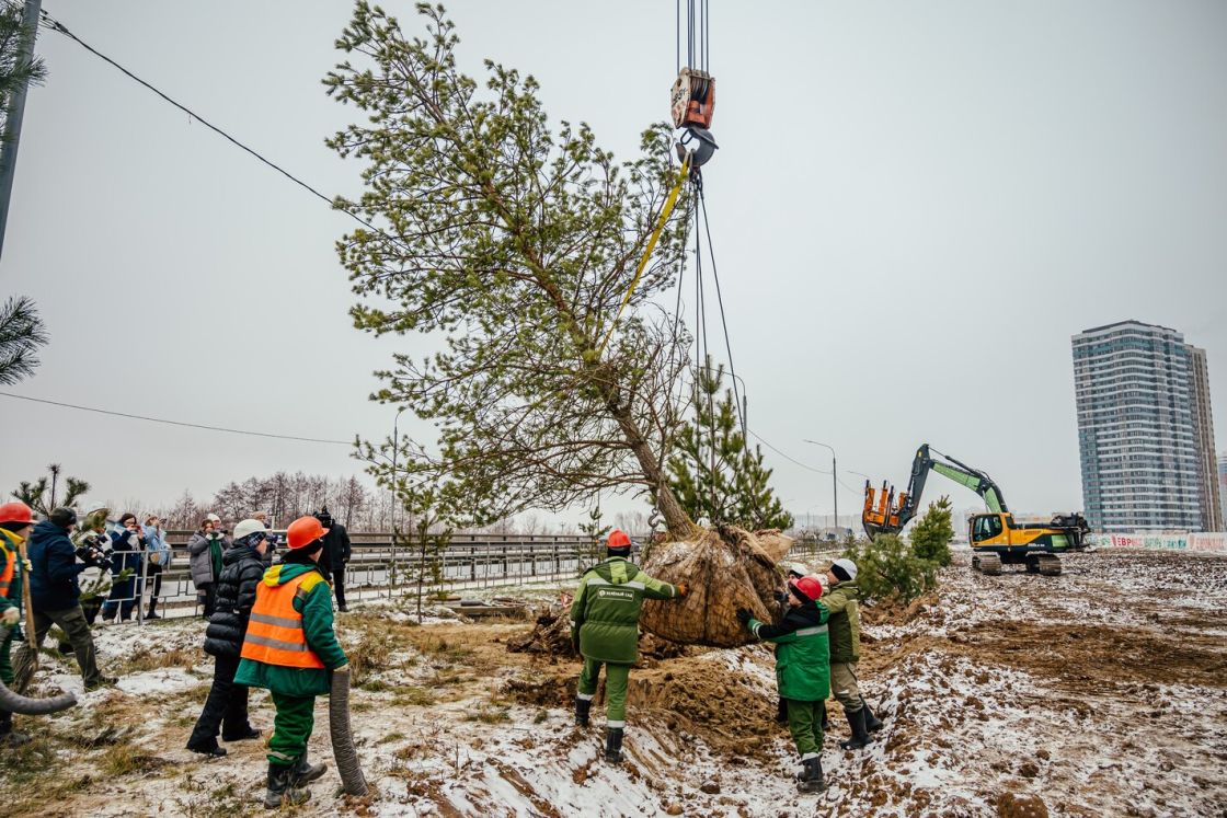 Мы дарим вторую жизнь соснам из Варских