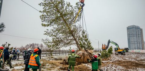 Мы дарим вторую жизнь соснам из Варских